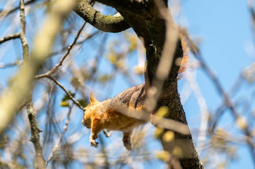 Gratis stockfoto met @buitenshuis, aanbiddelijk, beest