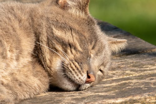 Gratis stockfoto met aan het liegen, detailopname, dierenfotografie