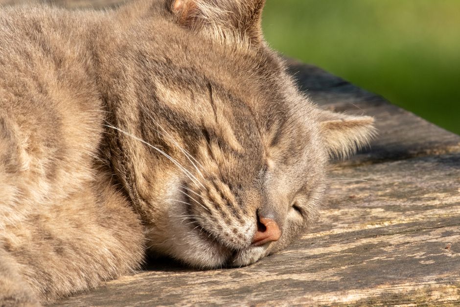 Peaceful cat sleeping outdoors on a sunny day in Istanbul.