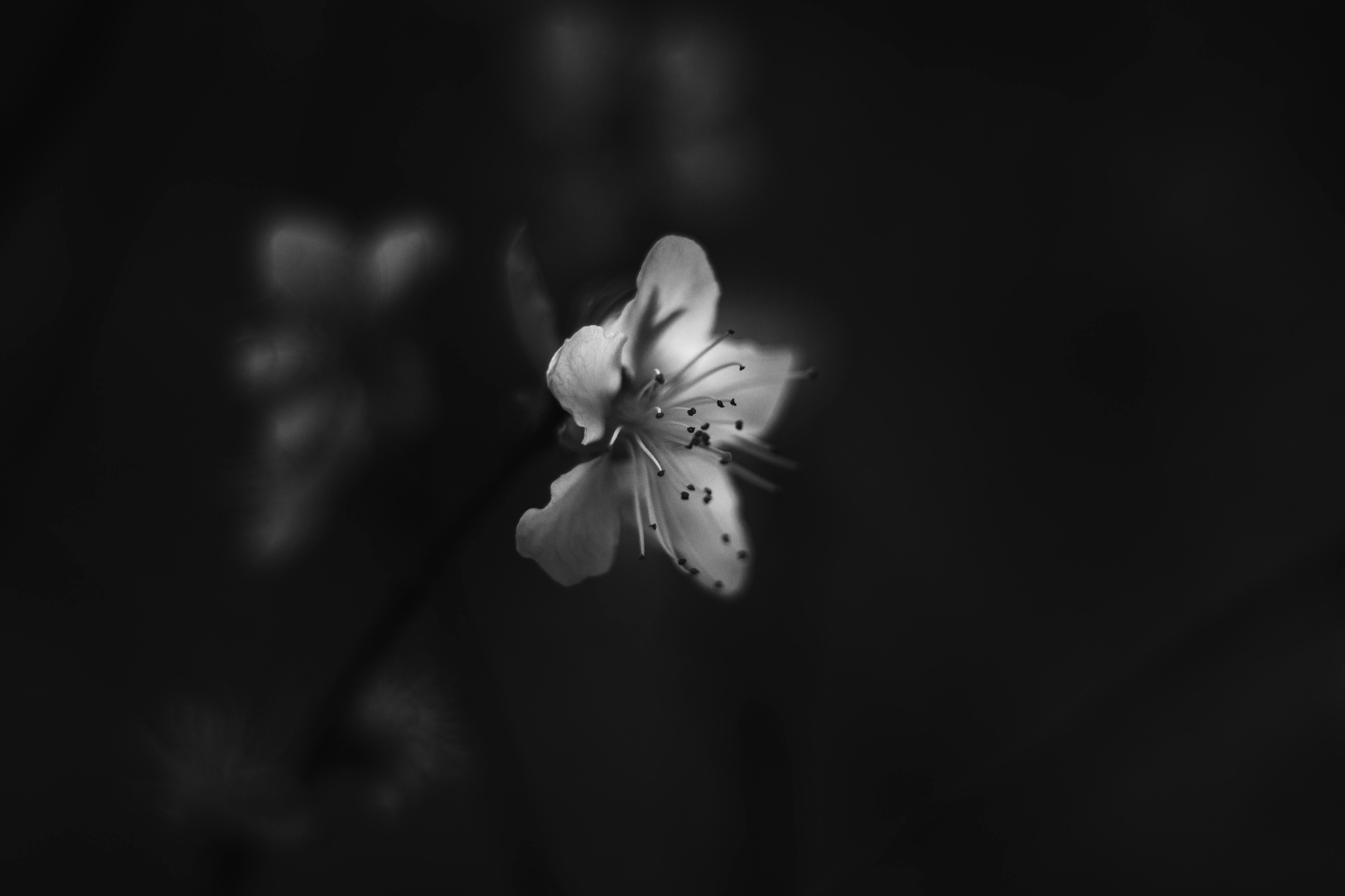 Artistic black and white photo capturing the intricate beauty of a flower in selective focus.