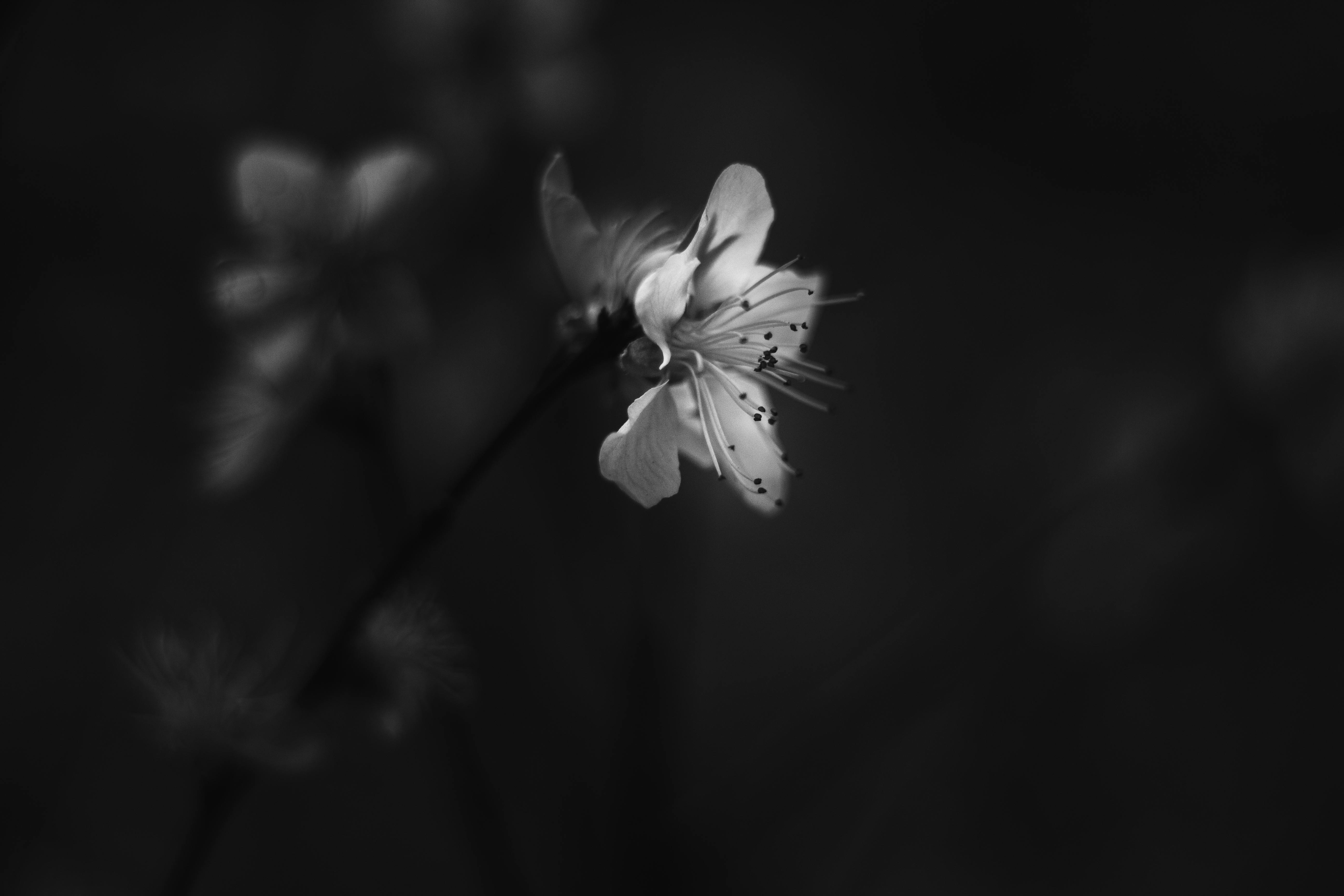 Elegant black and white close-up of a blossom showcasing the beauty of nature.