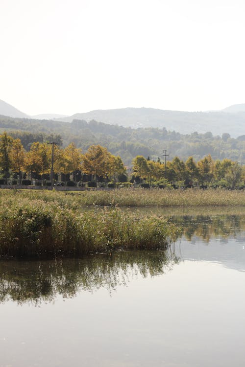 Безкоштовне стокове фото на тему «bitki, відображення води, дерево»