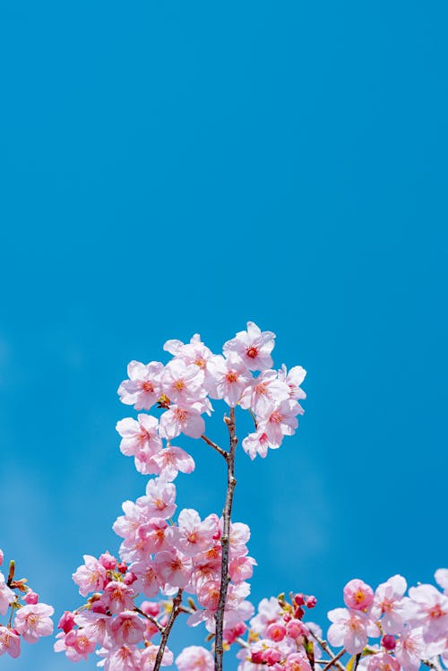 Gratis stockfoto met 4k achtergrond, blad, bloeiend