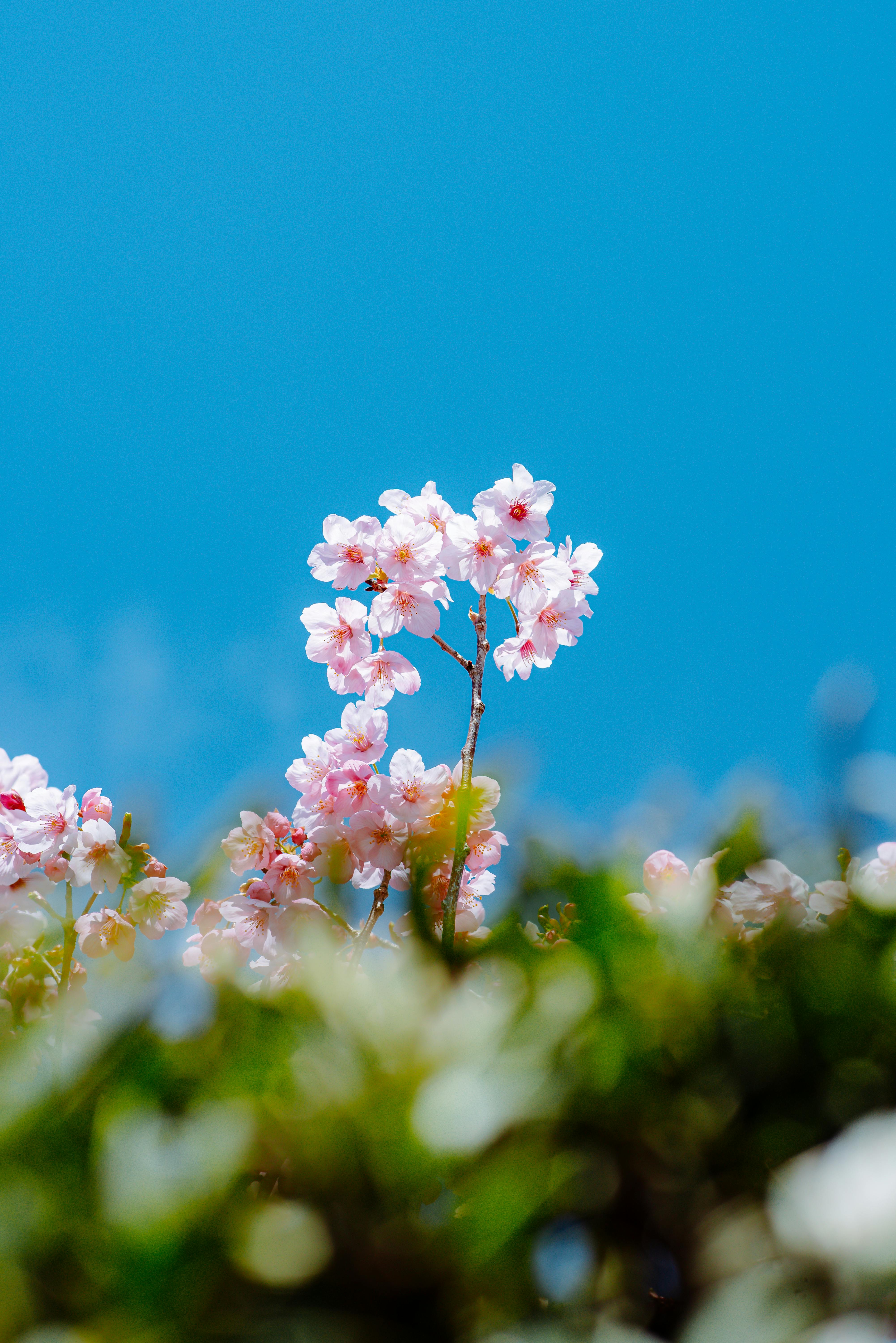 Vibrant cherry blossoms bloom against a clear blue sky, symbolizing spring.