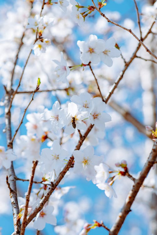 A close up of a white cherry blossom tree