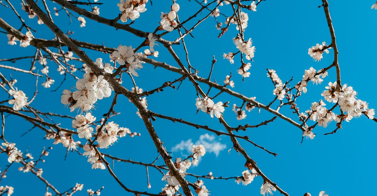 Spring Free Stock A Tree in Spring · Free Stock Photo