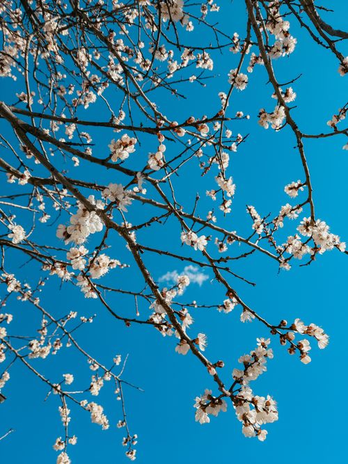 Free Capture the essence of spring with cherry blossoms against a vibrant blue sky. Stock Photo