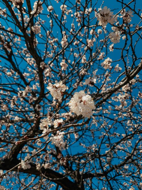 Free Close-up of cherry blossoms in full bloom against a vibrant blue sky, symbolizing spring. Stock Photo