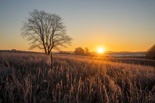 フィールド, 夕暮れ, 日没の無料の写真素材