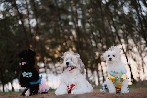 Three dogs wearing bow ties and collars sit on the ground