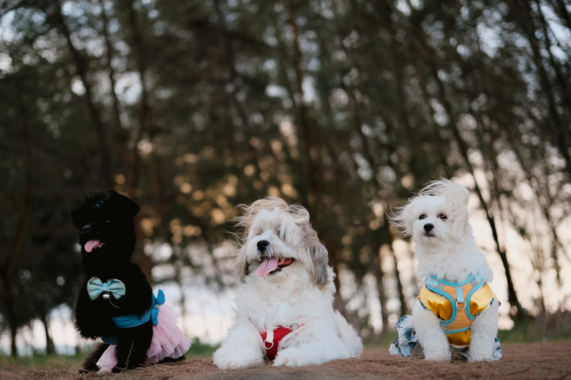 Three Small Dogs Sitting in a Park