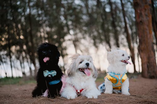 Three dogs wearing bow ties and shirts sitting on the ground
