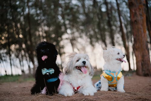 Gratis stockfoto met beesten, bomen, honden