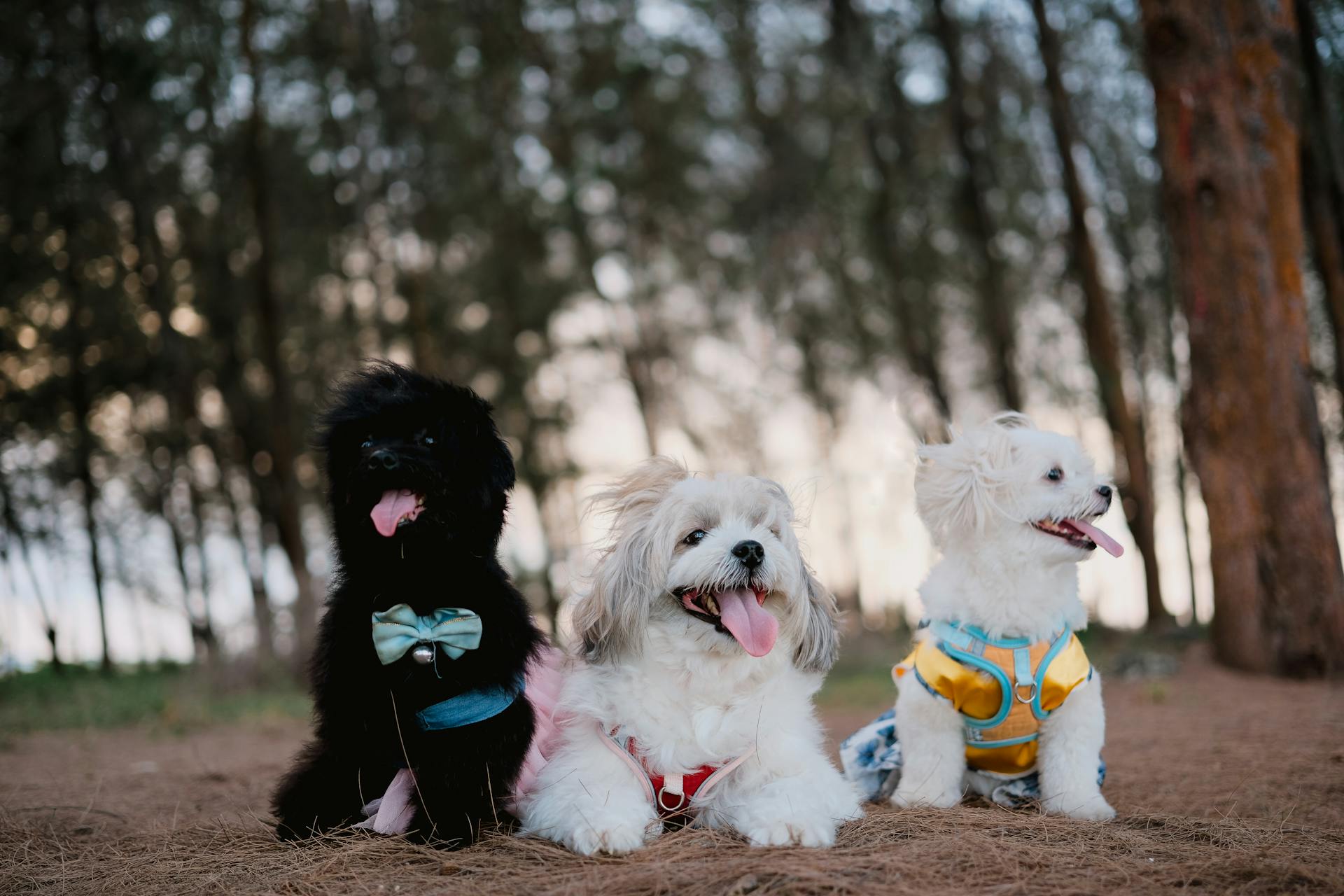 Three Small Dogs Sitting in a Park