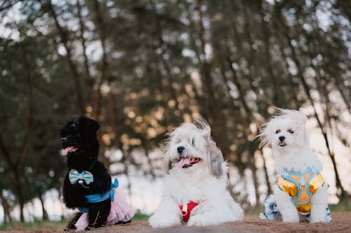 Three dogs wearing colorful outfits sitting on the ground