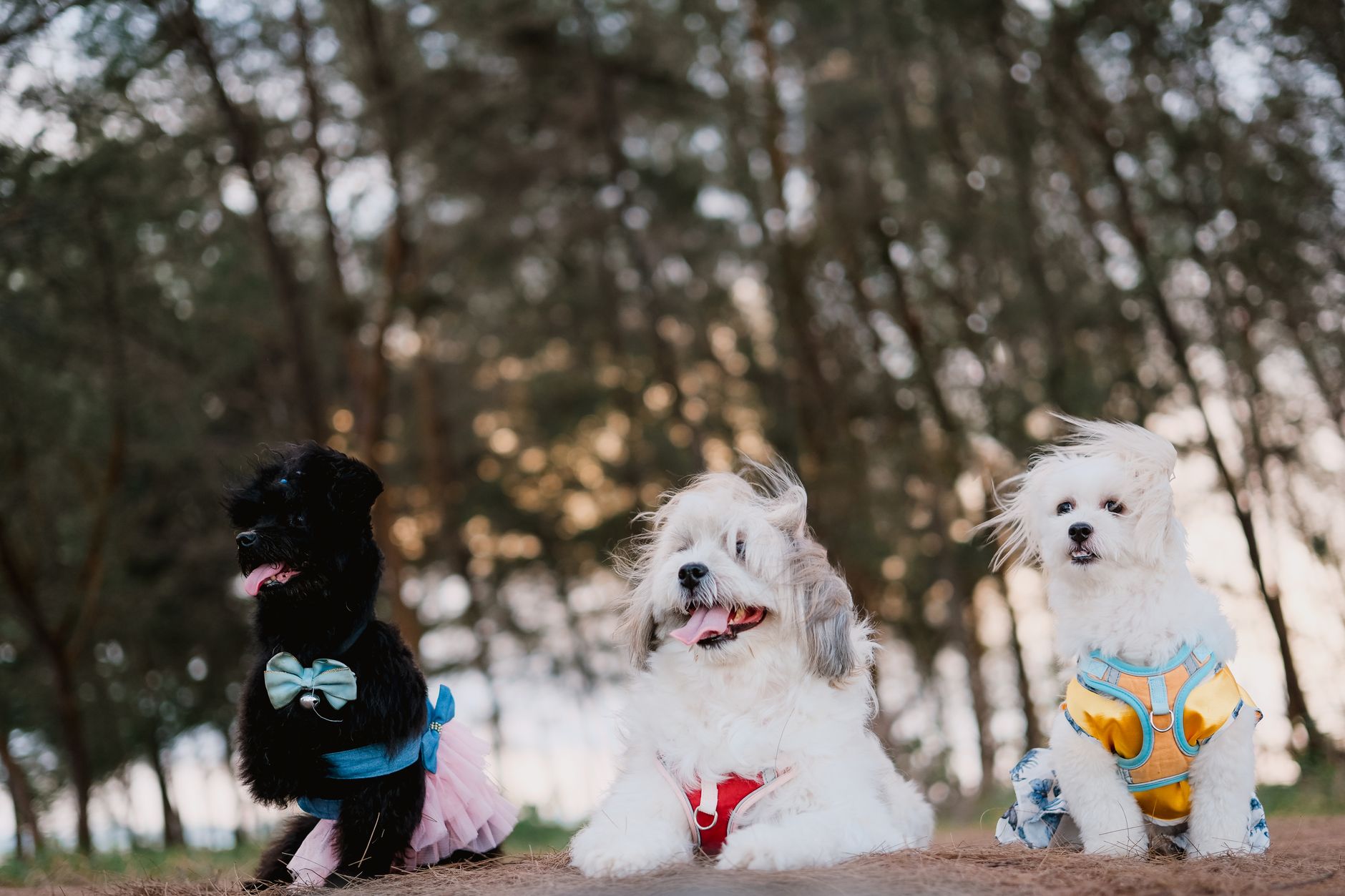 Dog Beds, Dog Crates & Kennels, Dog Toys, Dog Collars, Dog Harnesses, Dog Leashes, Dog Bowls & Feeders, Dog Travel Products, Dog Safety Products, Dog Technology, Dog Clothing & Accessories, Dog Furniture, Dog Training Equipment, Dog Identification Products, Dog Cleaning Products