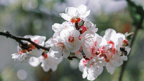 apricot-blossom