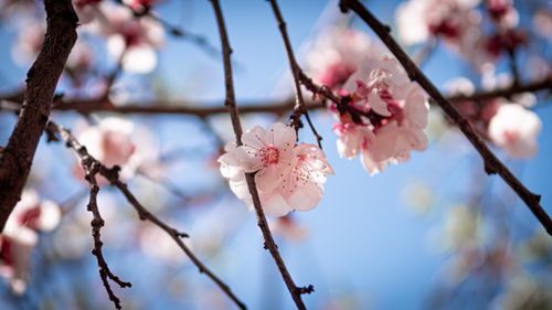Free Captivating close-up of delicate pink apricot blossoms against a clear blue sky, highlighting spring beauty. Stock Photo