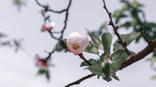 Základová fotografie zdarma na téma jaro, kvetoucí, listy