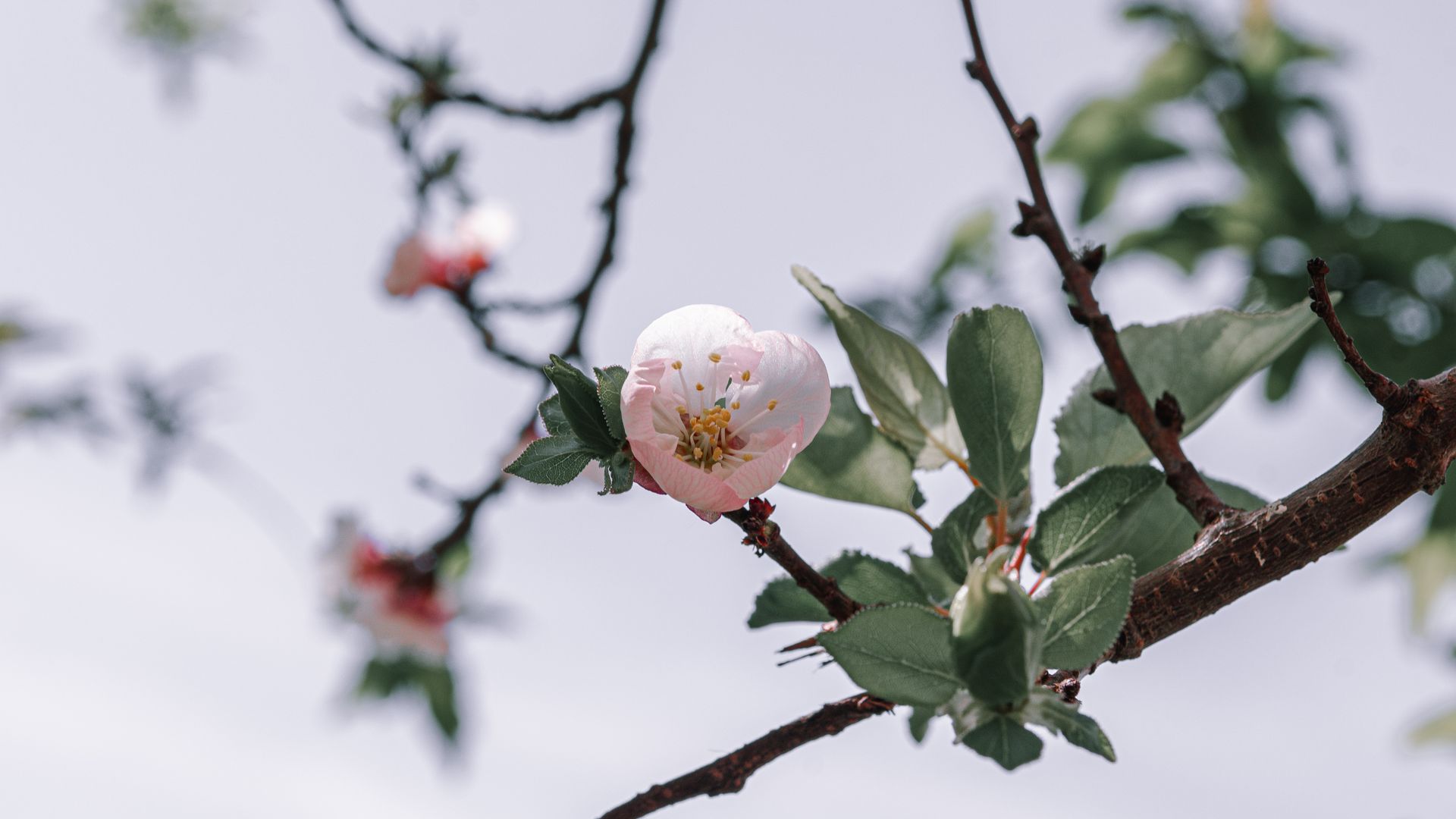 Apricot Flower on Tree