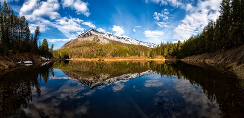 Alberi Di Pino Accanto Al Corpo D'acqua