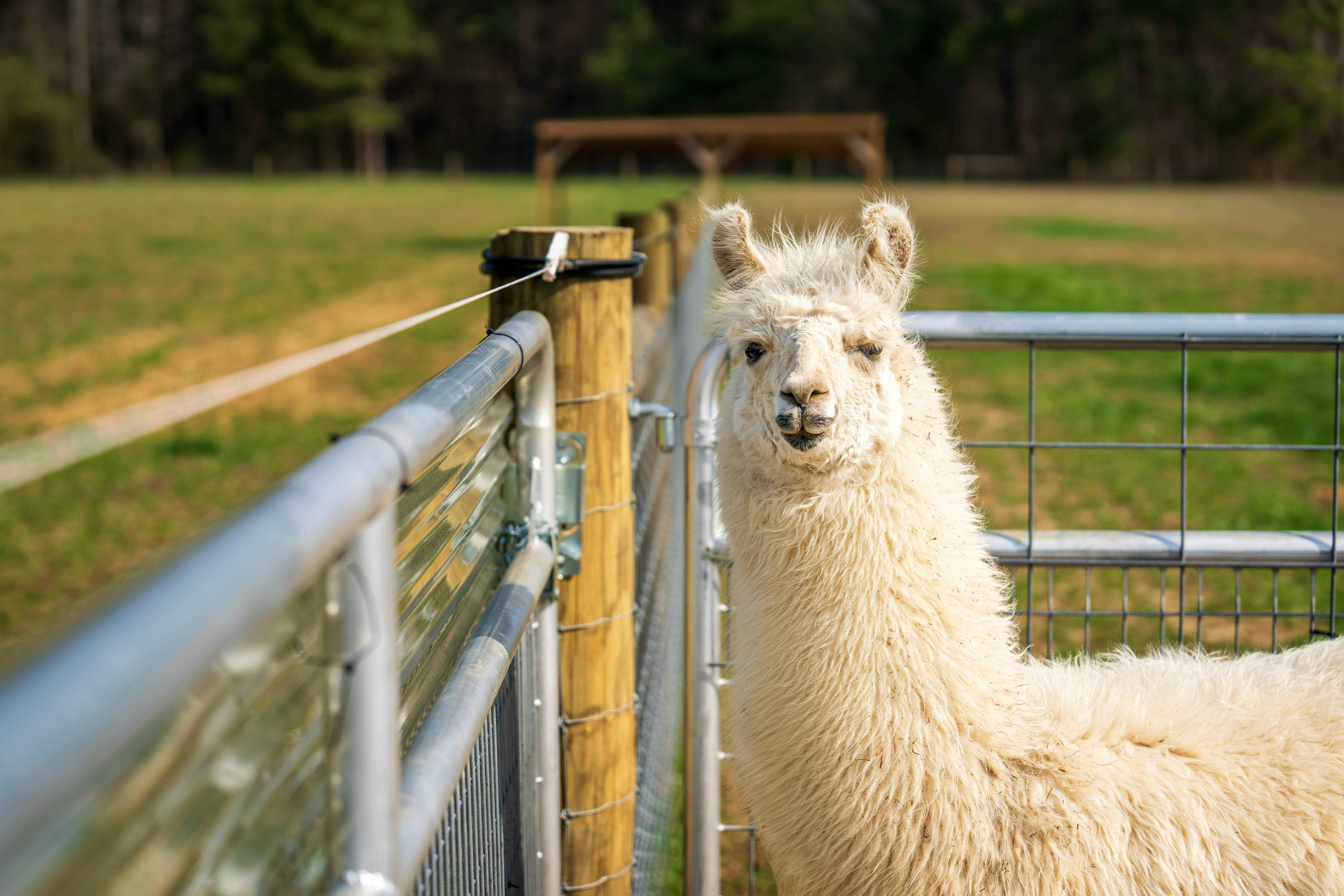Close-up of a llama standing by a metal fence in a grassy farm enclosure.