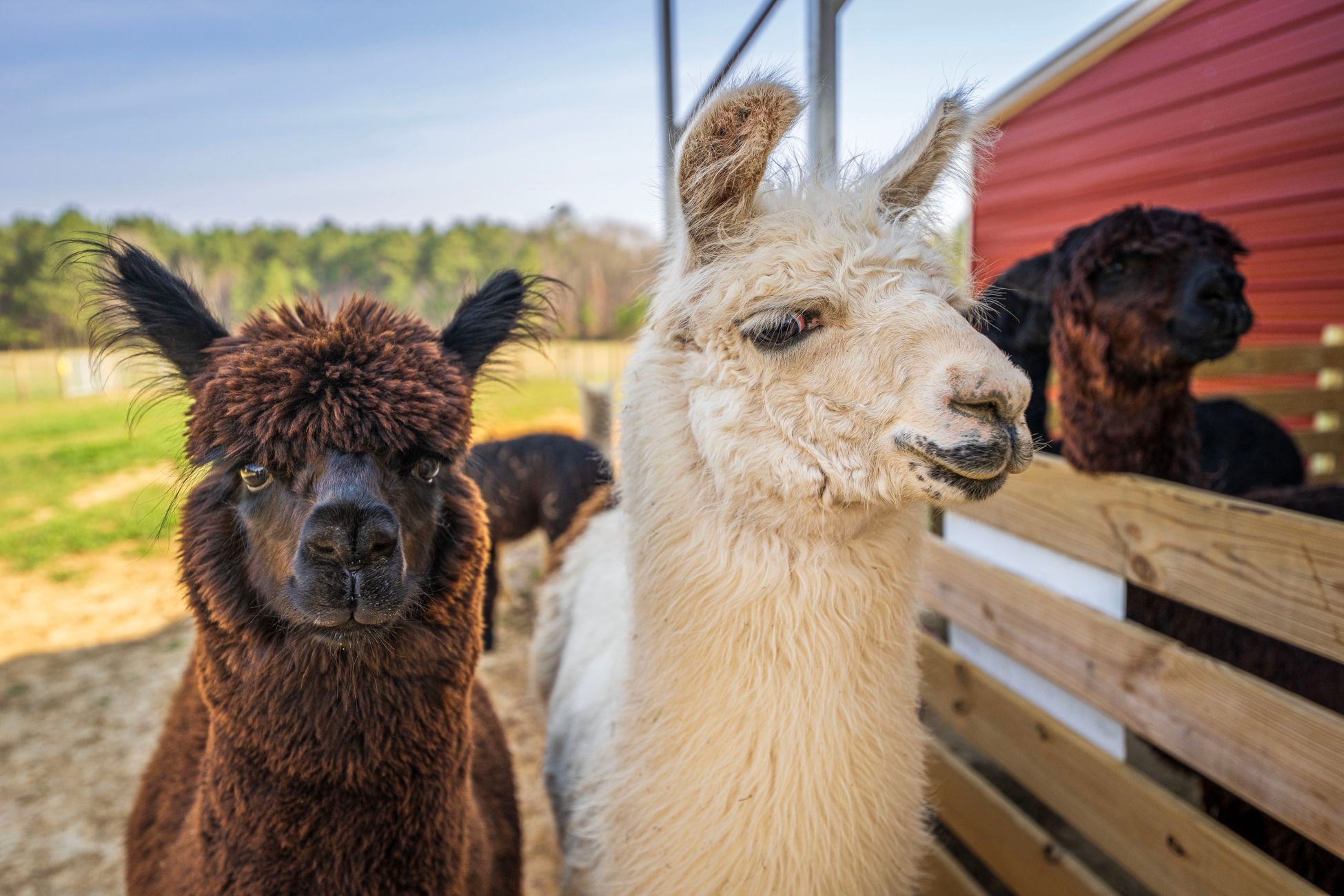 Meisje tekent alpaca's voor wedstrijd
