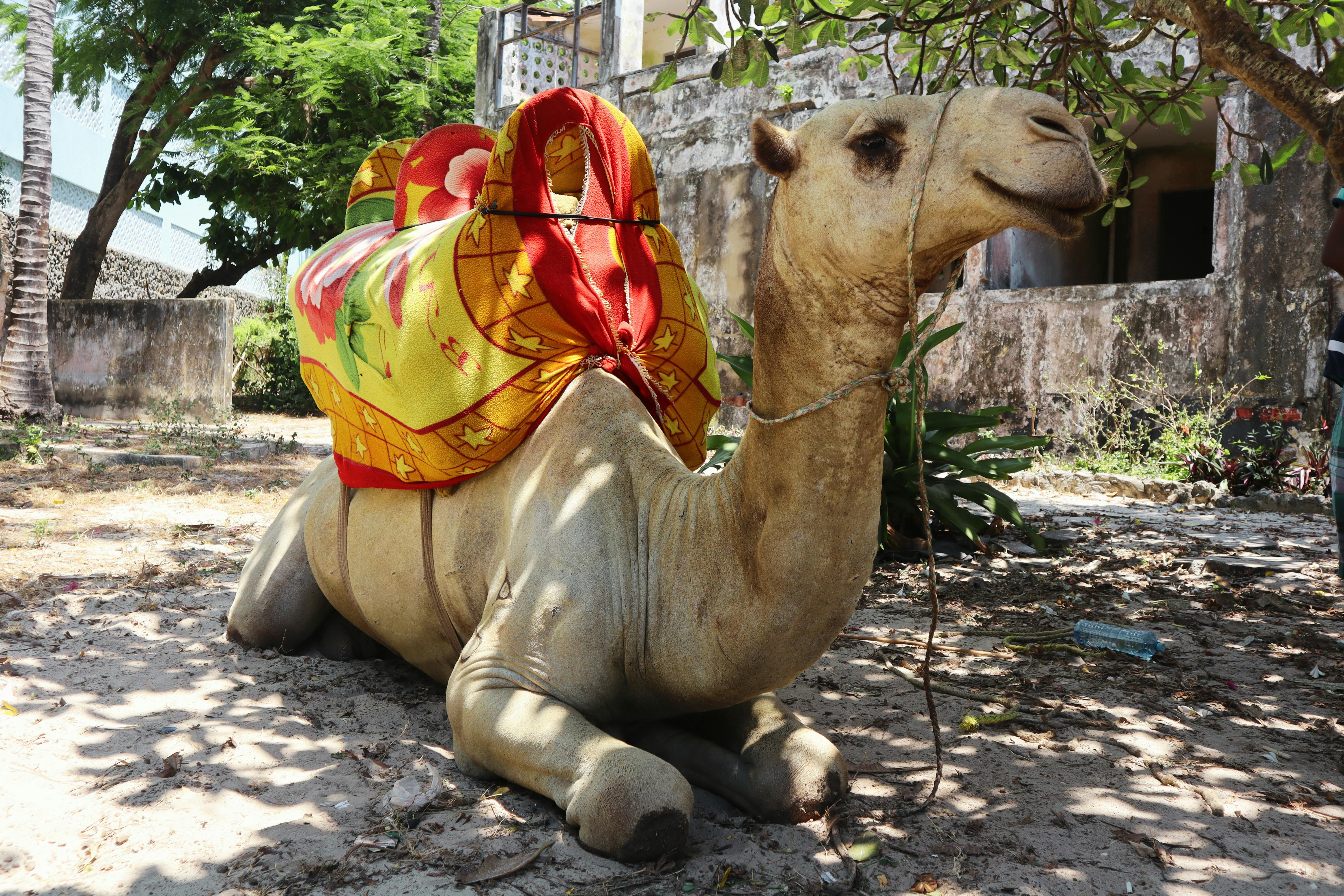 A lying camel adorned with colorful fabric sits in a sunny village in Mombasa, Kenya.