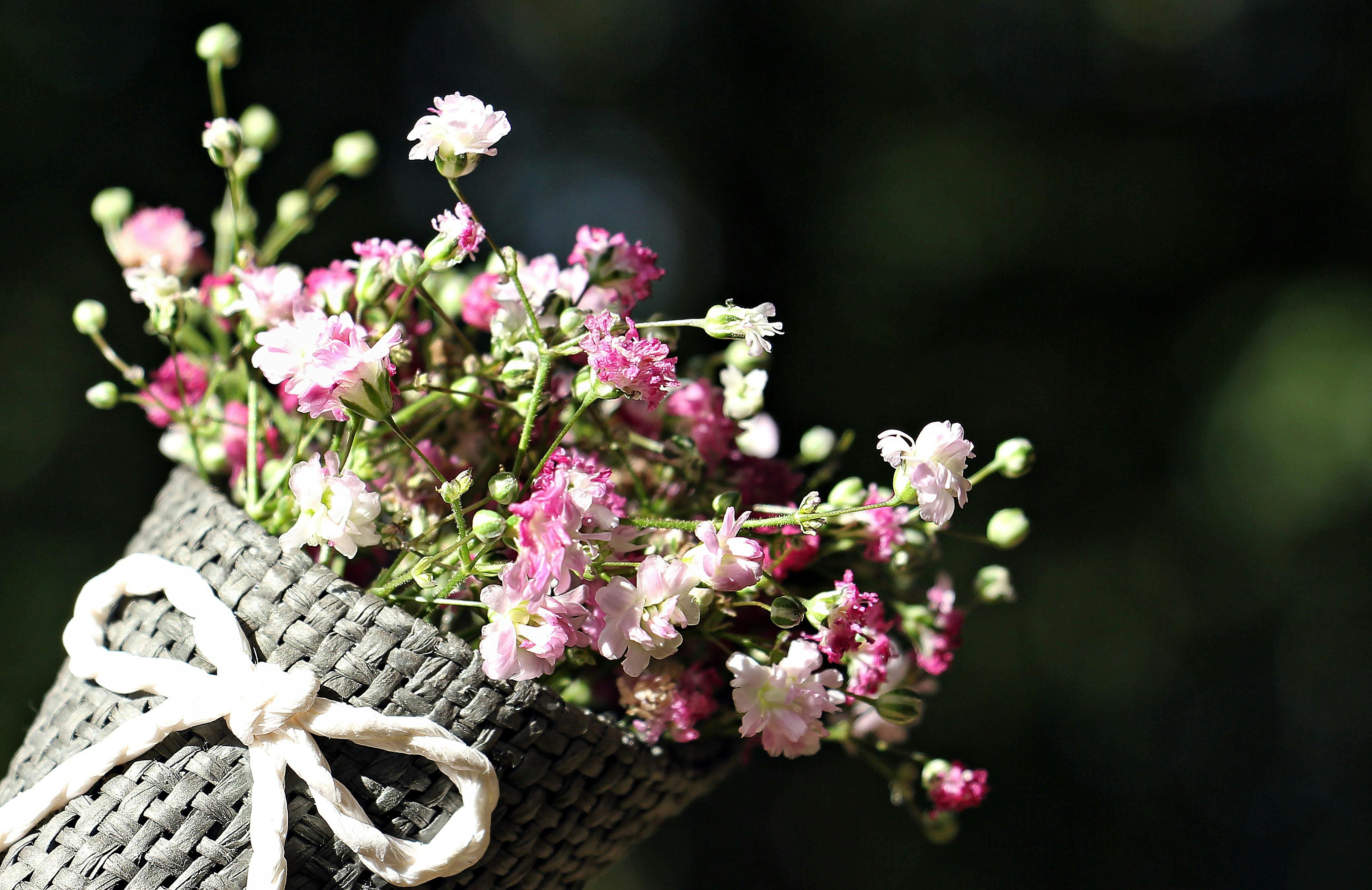 Free stock photo of baby s breath, background, background image