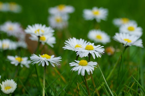 A group of white and yellow daisies in the grass