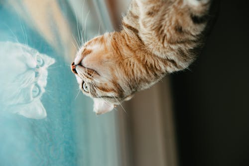 A cat looking up at the reflection of a window