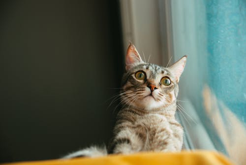 A cat looking up at the window
