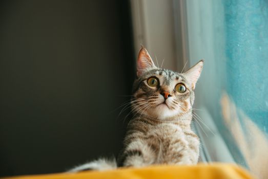 A cozy close-up of a domestic cat with striped fur, gazing curiously out the window in soft lighting.