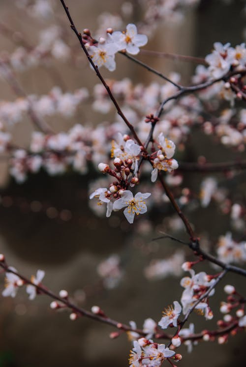 Fotobanka s bezplatnými fotkami na tému biele kvety, jar, kvety ovocných stromov