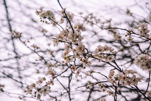 A close up of a tree with white flowers