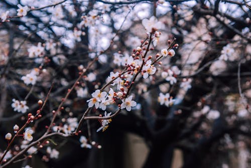 Fotobanka s bezplatnými fotkami na tému jar, kvet ovocného stromu, príroda