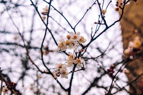 Fotobanka s bezplatnými fotkami na tému jar, kvet ovocného stromu, príroda