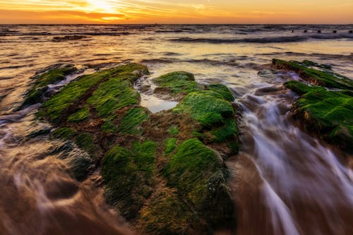 Green Algae on the Rocks Sticking Out of the Sea