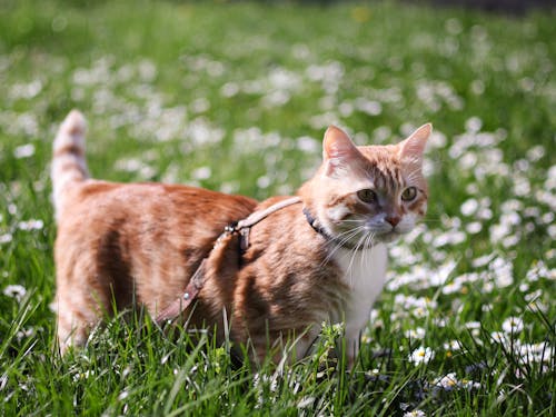 Ginger Cat on a Leash Standing in a Meadow