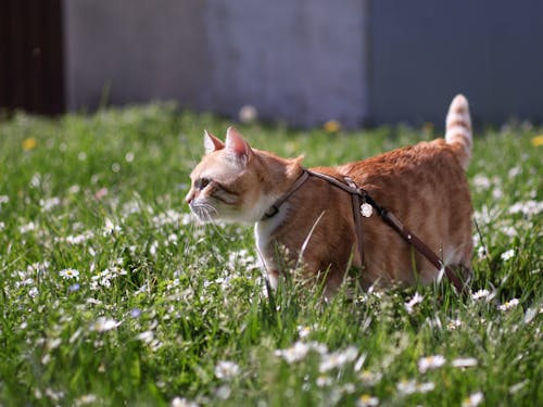 A cat walking in a field of grass