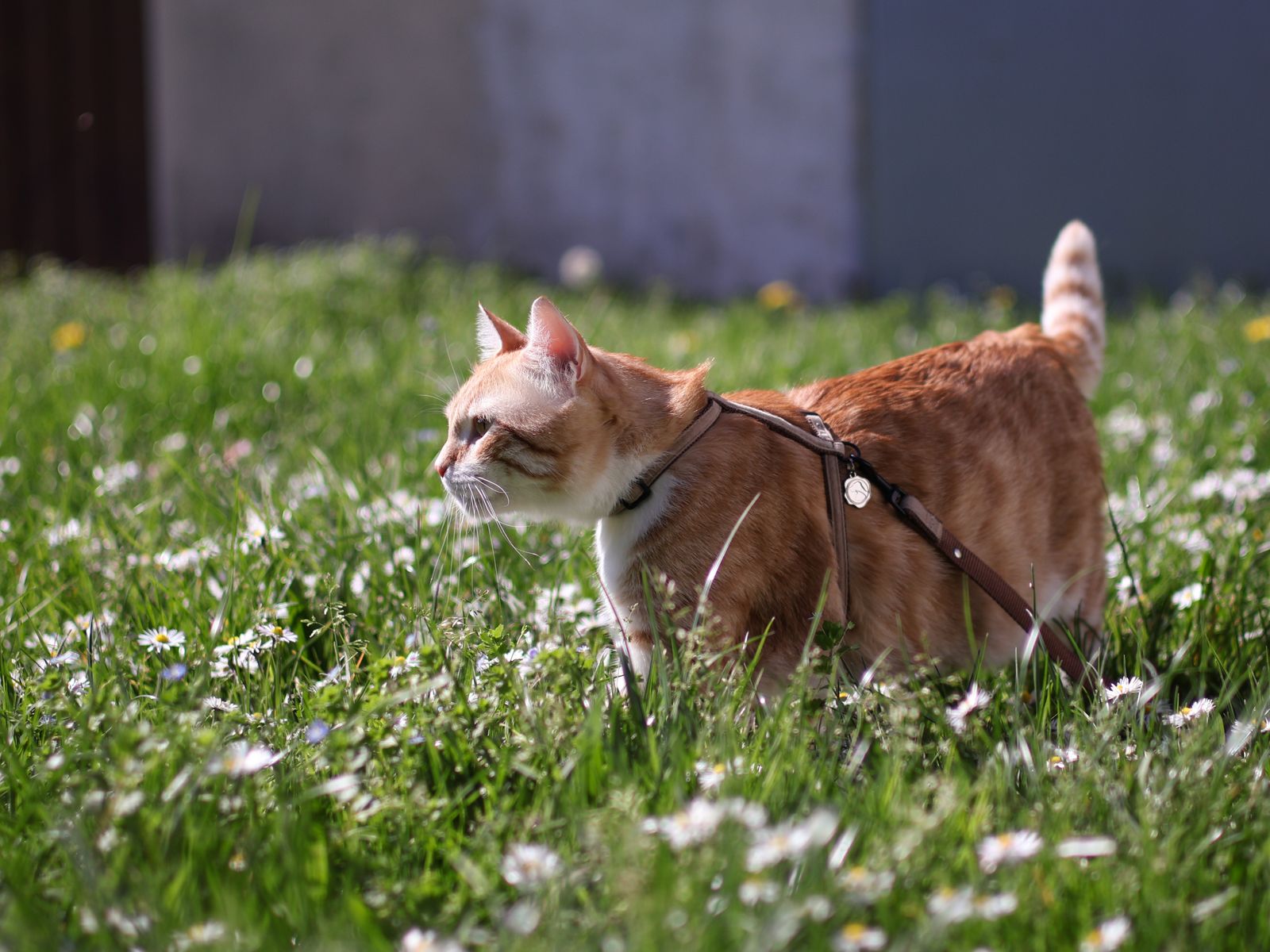 Orange cat wearing a harness while exploring a sunny meadow
