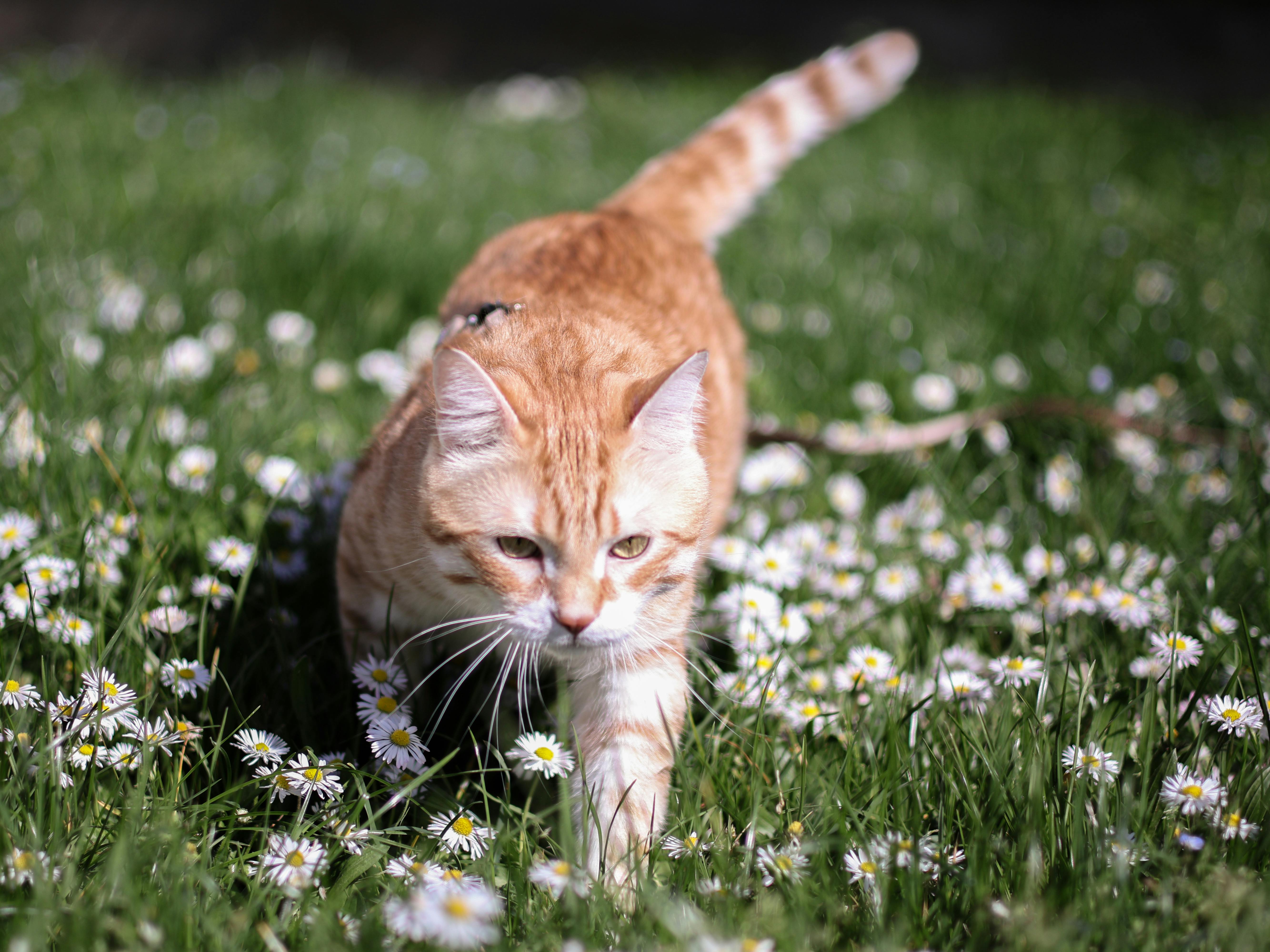 Spring Season Pet Safety Tips - WGN — Photo by Lora  Rikky on Pexels
