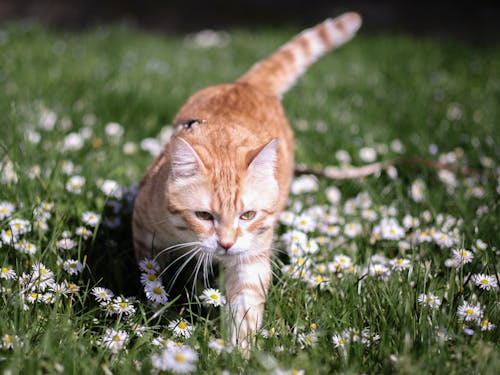 A cat walking through a field of daisies