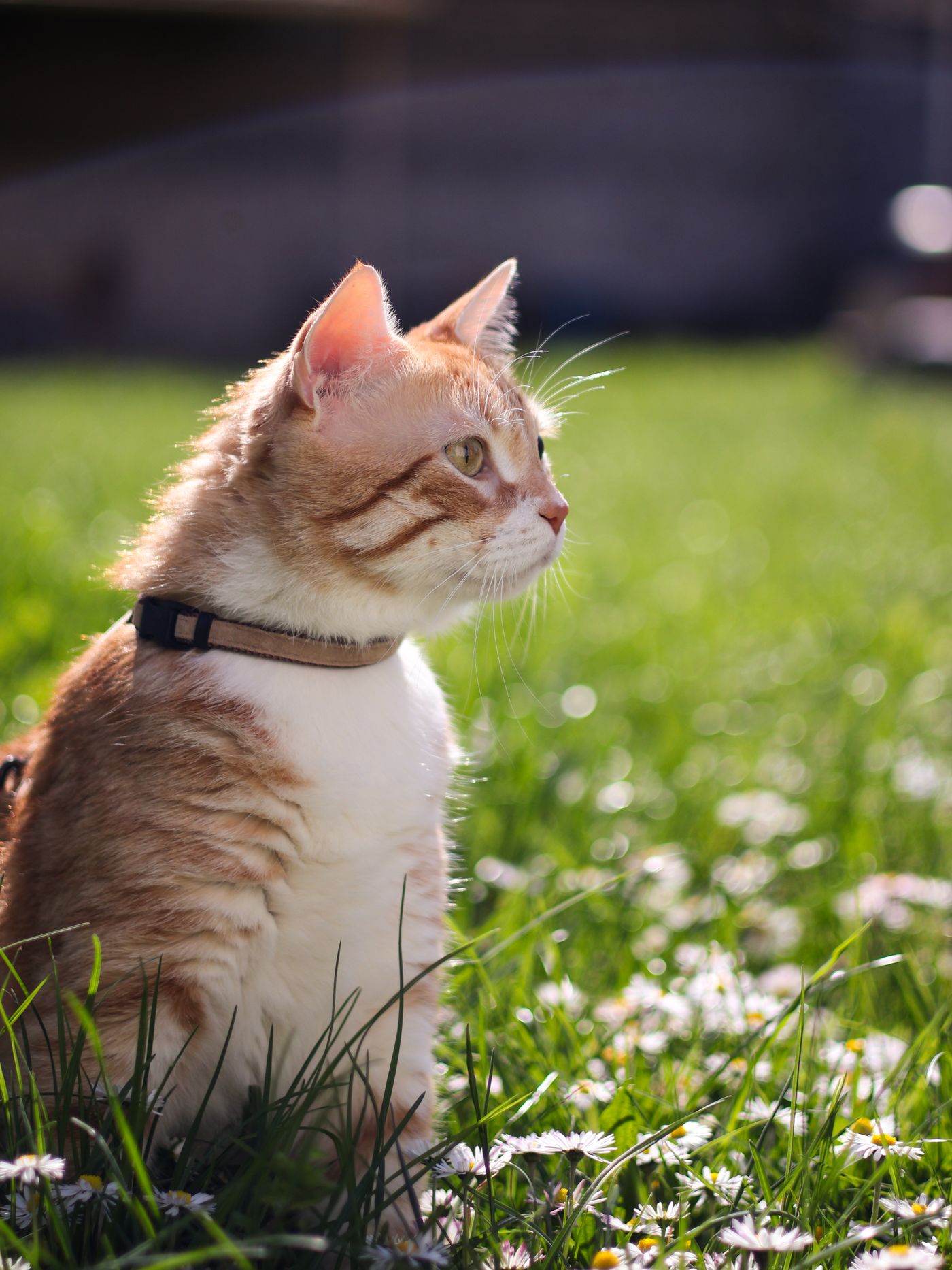 Cat wearing a harness and collar while exploring outdoors