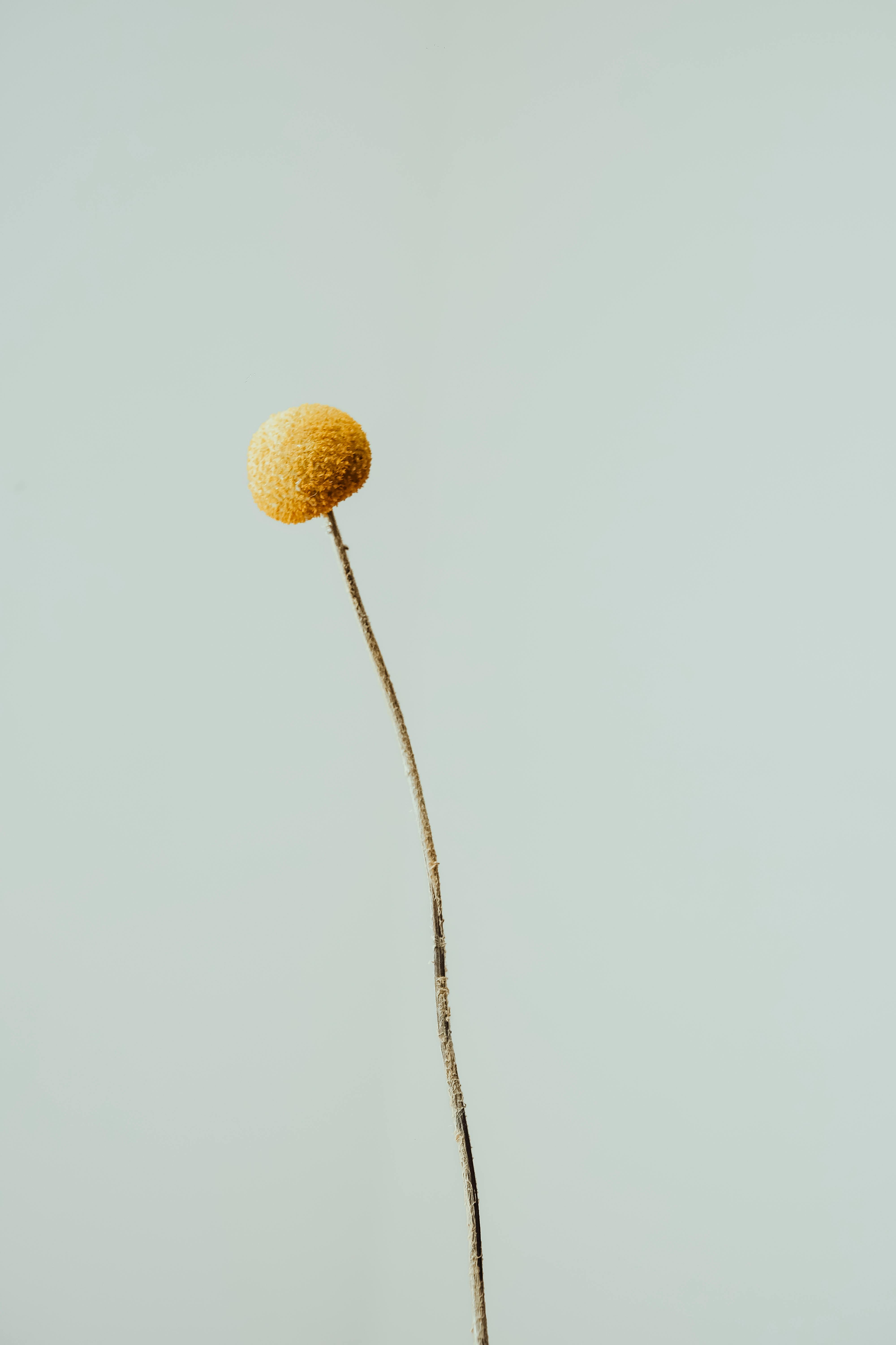 A single Craspedia flower standing against a soft light background, showcasing minimalism.