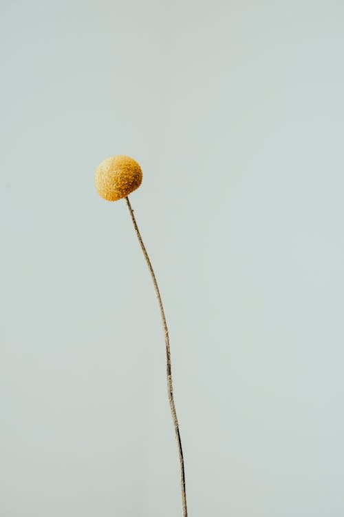 A single yellow flower on a stick in a vase
