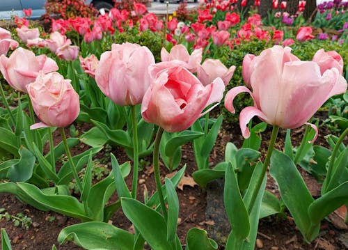 Imagine de stoc gratuită din culoarea roz, floare, floare frumoasa
