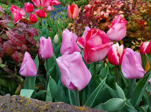 チューリップ, ピンクのチューリップ, ピンクの花の無料の写真素材