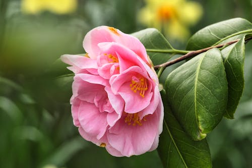 Ảnh lưu trữ miễn phí về hoa trà nhật bản, lá, những bông hoa màu hồng