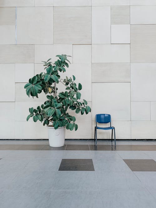 Plant in Pot Near Blue Chair Beside Wall